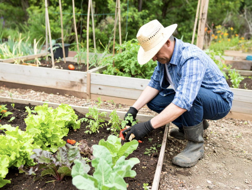 Gardening in Paradise: Easy Tips for Senior Gardeners in Hawaii